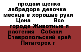 продам щенка лабрадора девочка 2 месяца в хорошие руки › Цена ­ 8 000 - Все города Животные и растения » Собаки   . Ставропольский край,Пятигорск г.